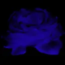 Blue Rose