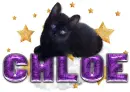 Chloe cute cat