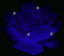 Little Blue Rose