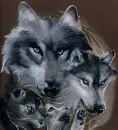 faces of wolves