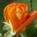 orange rose