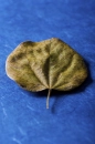 Still 4