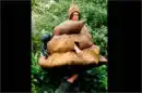 poop costume