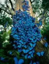 Butterfly Tree