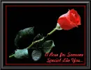rose for someone special like you