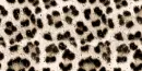 cheetah..