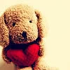 lovely dog