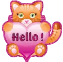 Hello Cat