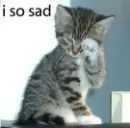 sad cat