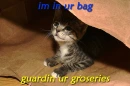 cat guarding groceries