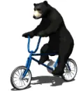 bear 1