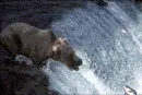 bear 4