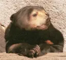 bear ahhhh