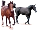 two horses in the middle of no where