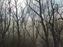 tree tops
