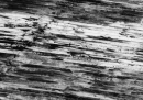 bark