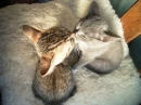 Cats in Love