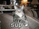 Sup, Kitty Style!!!