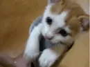 Awwww