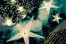 stars