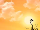 Bird on branch against a golden sunset sky