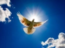 Dove and Blast of Light