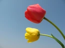 bonitos tulipanes