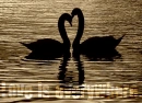 Love is everywhere.