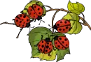Ladybugs