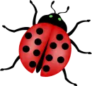 Ladybug