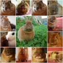 bunneh
