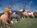 horses