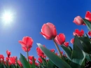 PINK TULIPS