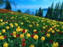 TULIPS