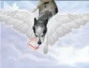 Angel Dog