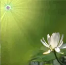 Nenufar