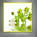 Orchid