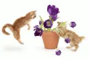 Cats