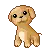 cute puppy