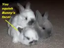 Bunnies!