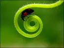 Spirals