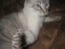 POW!