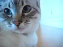 meow c: