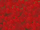 Red Roses 