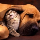 Sweet dreams 