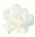 White Rose