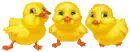 Chicks