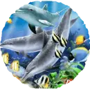 Dolphins