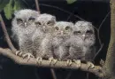 Owls