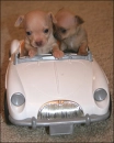 Chihuahuas